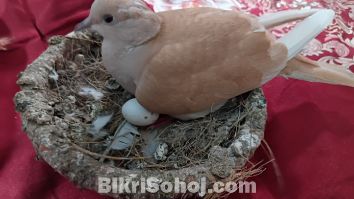 ঘুঘু পাখি